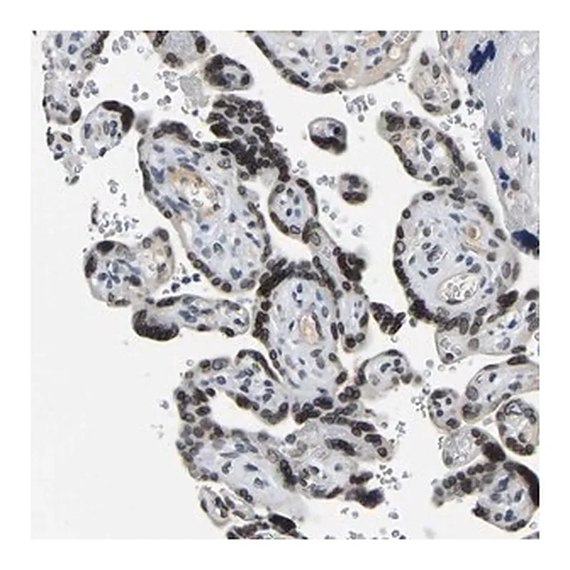 Merck Anti-RANBP2 antibody produced in rabbit
