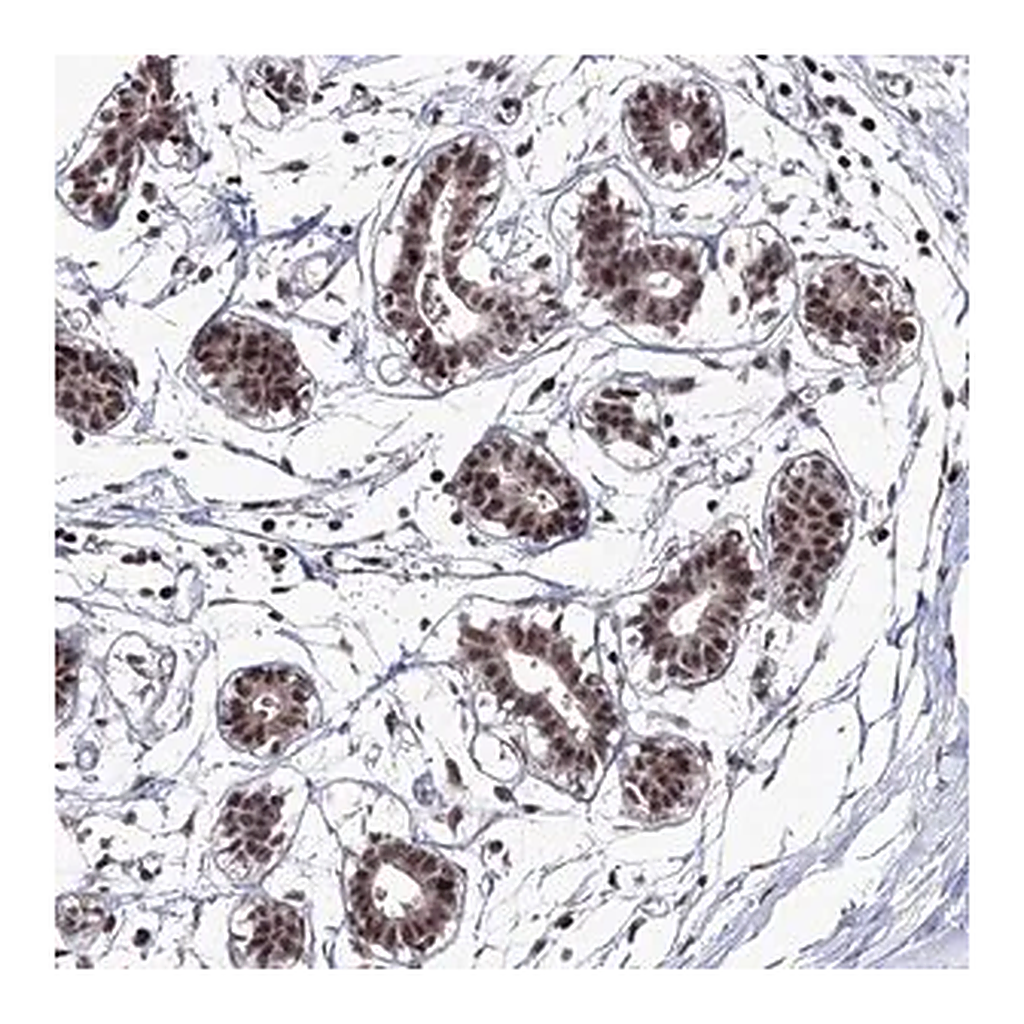 Merck Anti-TATDN2 antibody produced in rabbit