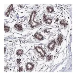 Merck Anti-TATDN2 antibody produced in rabbit
