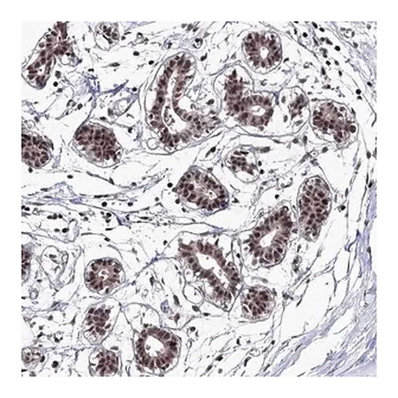Merck Anti-TATDN2 antibody produced in rabbit