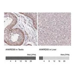 Merck Anti-ANKRD50 antibody produced in rabbit