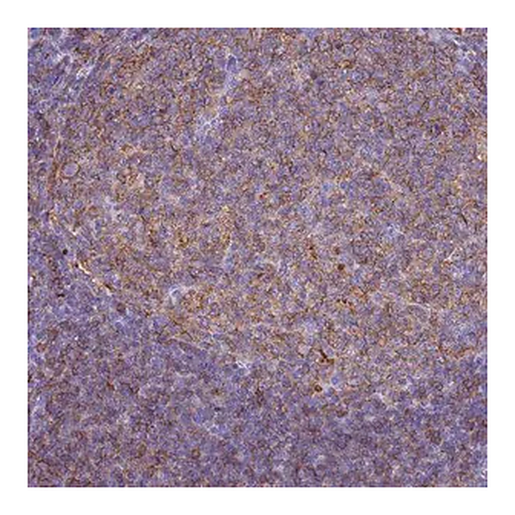 Merck Anti-HLA-DRB1 antibody produced in rabbit