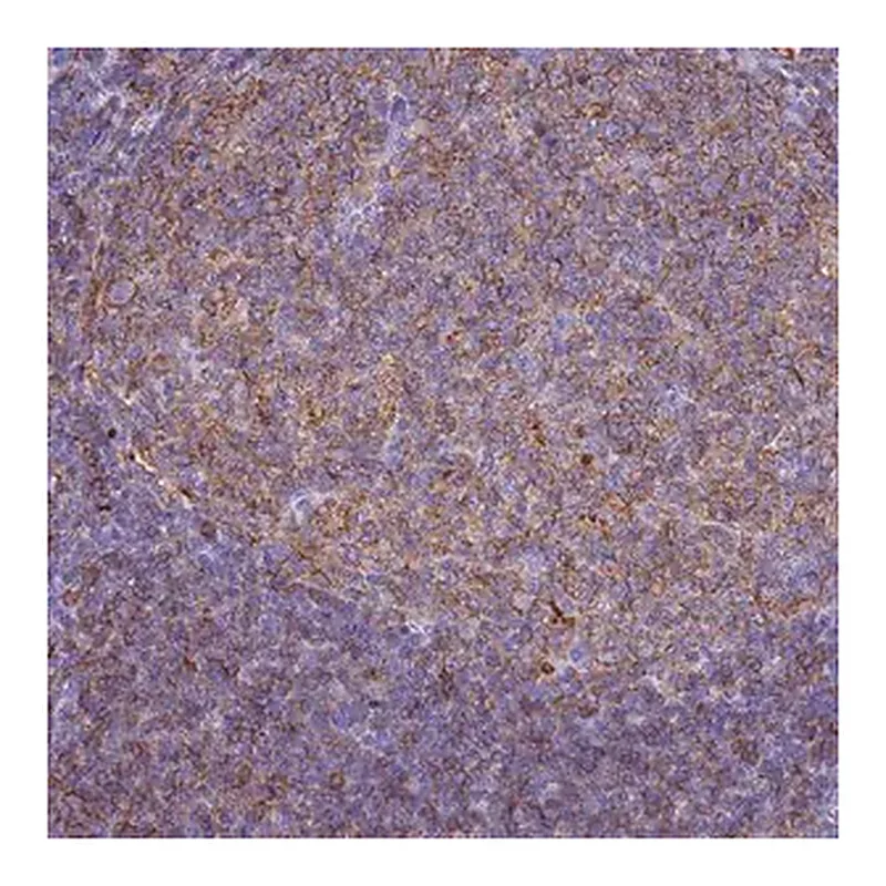 Merck Anti-HLA-DRB1 antibody produced in rabbit