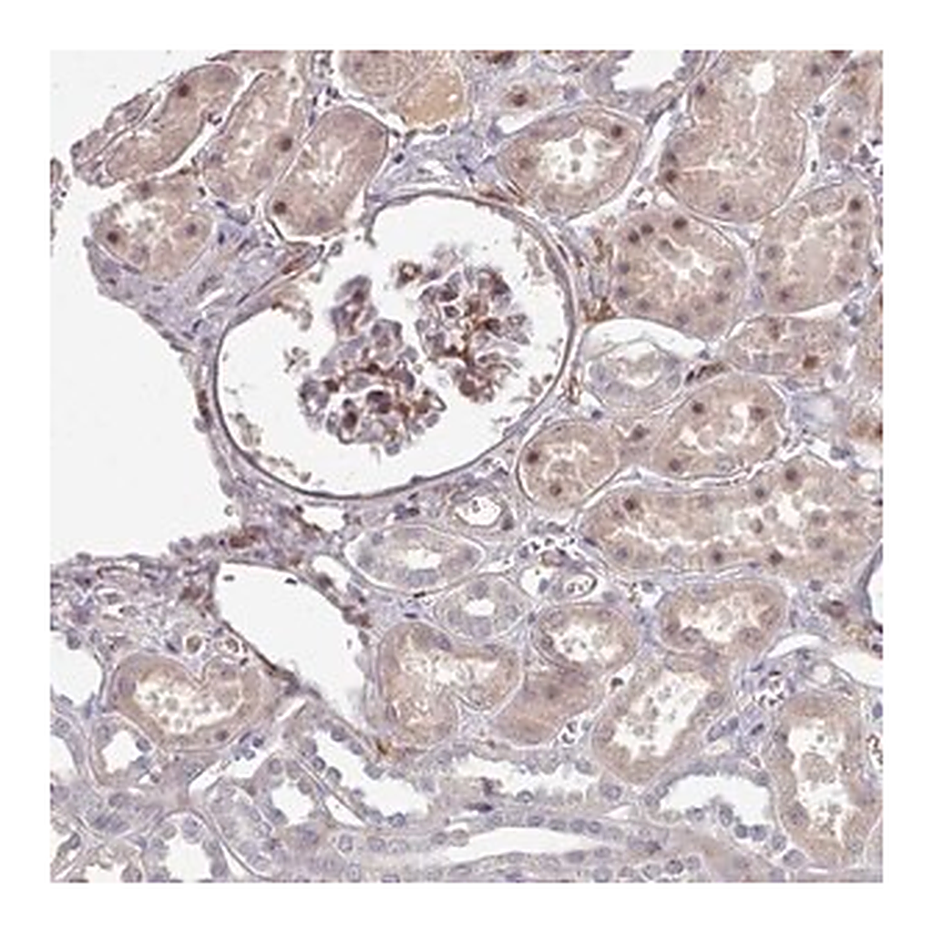 Merck Anti-COL8A2 antibody produced in rabbit