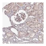 Merck Anti-COL8A2 antibody produced in rabbit