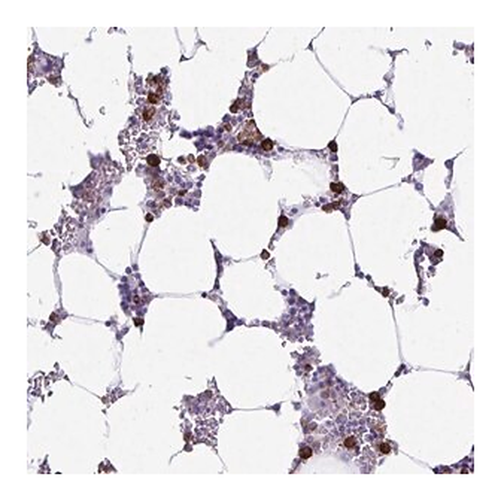 Merck Anti-HOXB4 antibody produced in rabbit