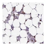 Merck Anti-HOXB4 antibody produced in rabbit