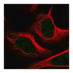 Merck Anti-MED1 antibody produced in rabbit