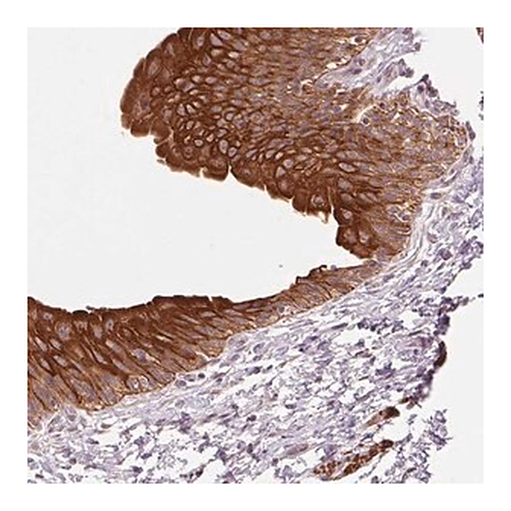 Merck Anti-SMLR1 antibody produced in rabbit
