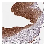 Merck Anti-SMLR1 antibody produced in rabbit