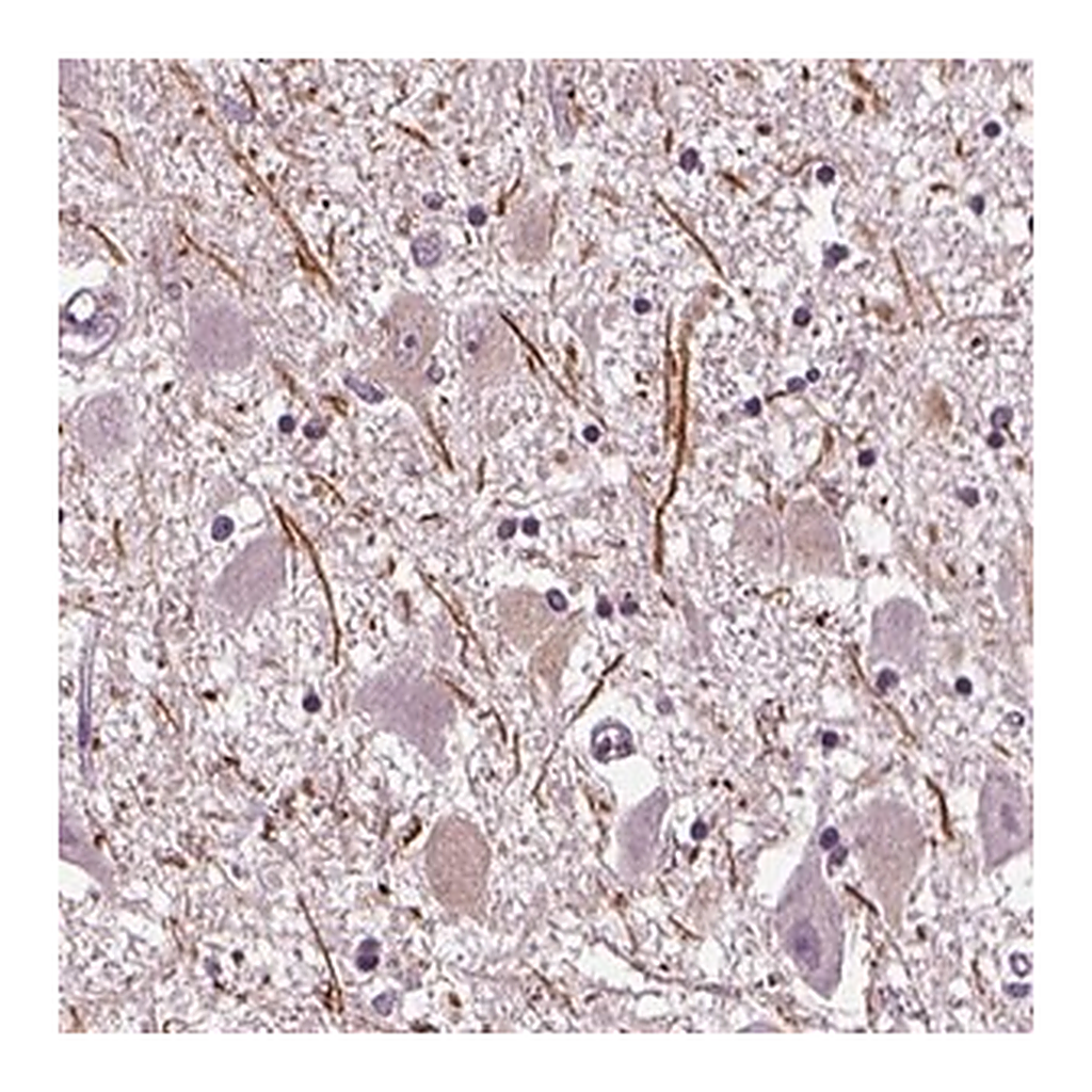 Merck Anti-CNGA3 antibody produced in rabbit