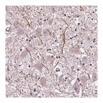 Merck Anti-CNGA3 antibody produced in rabbit