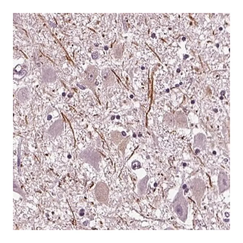 Merck Anti-CNGA3 antibody produced in rabbit