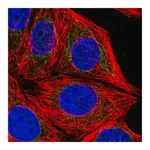 Merck Anti-CHCHD6 antibody produced in rabbit