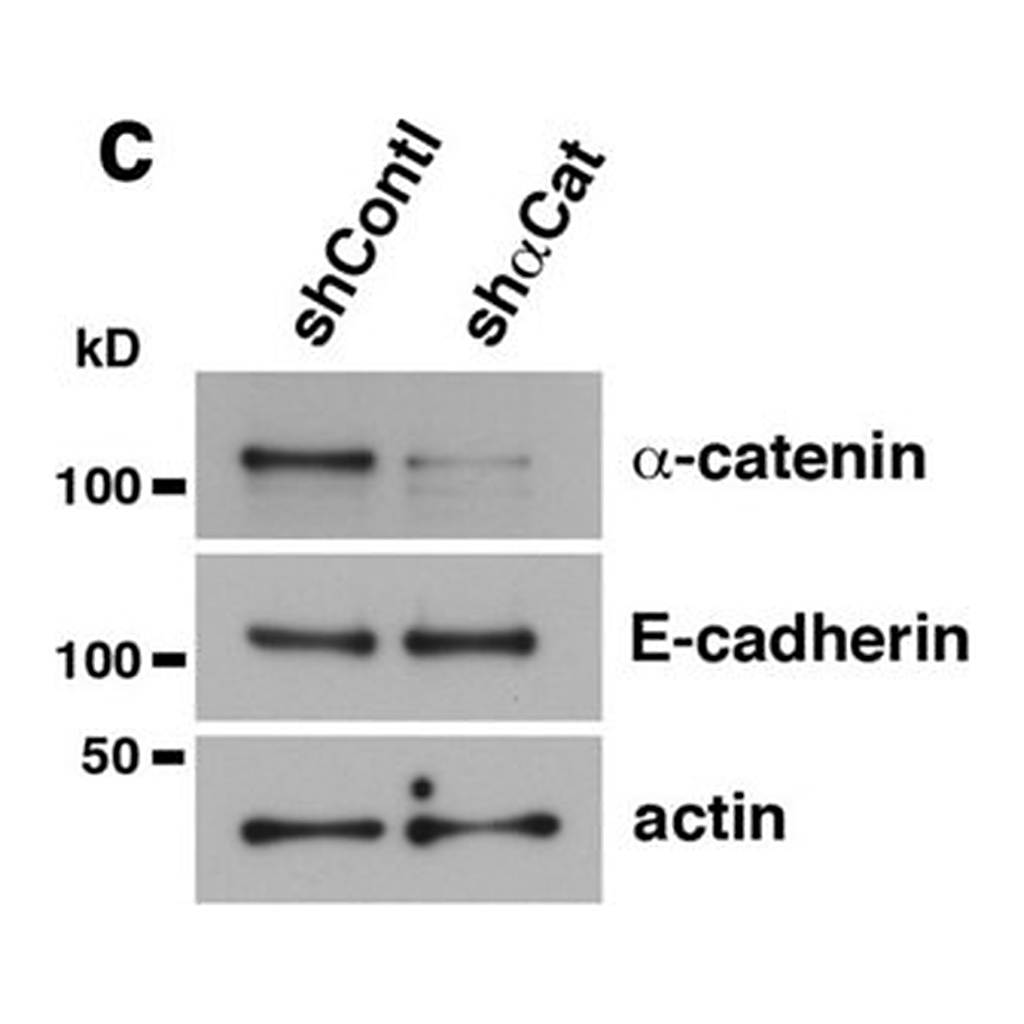 Merck Anti-E-Cadherin Antibody, clone 67A4, Azide Free