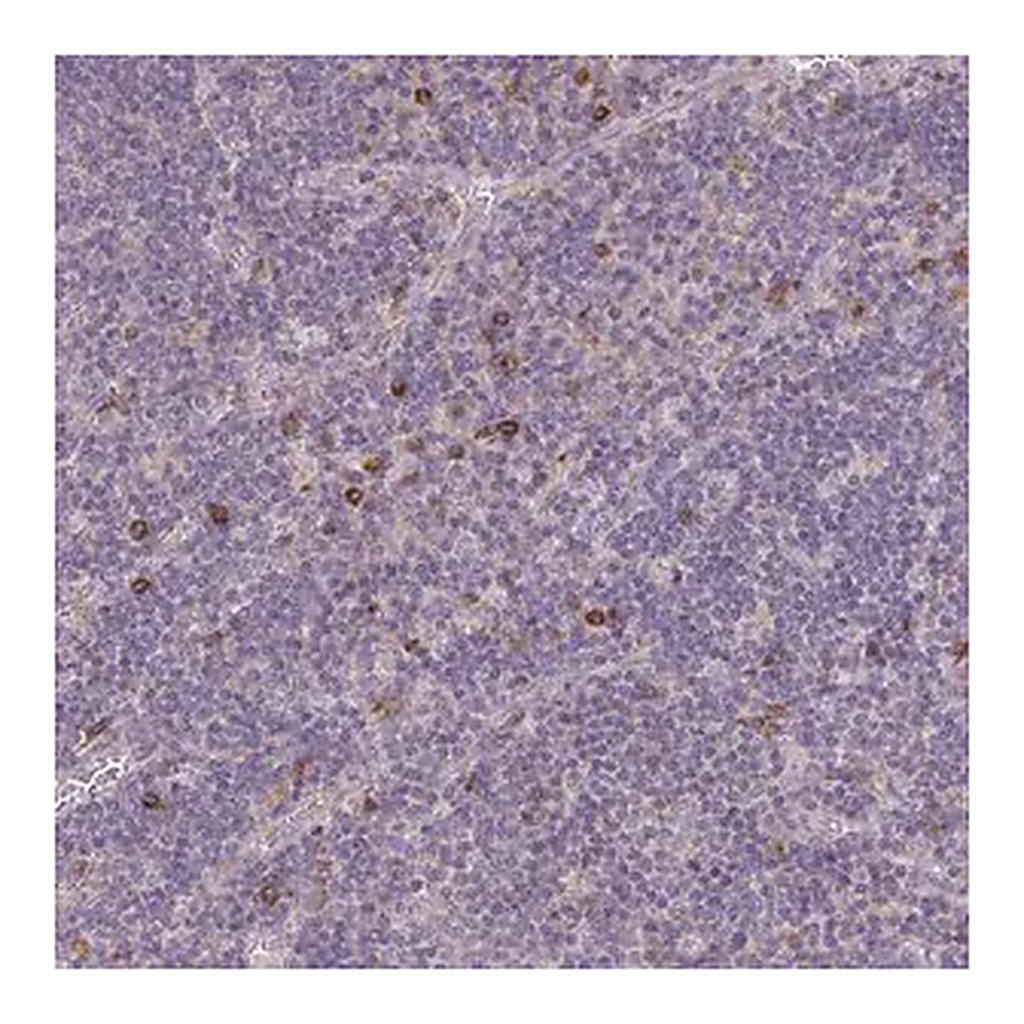 Merck Anti-FCER1A antibody produced in rabbit