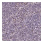 Merck Anti-FCER1A antibody produced in rabbit