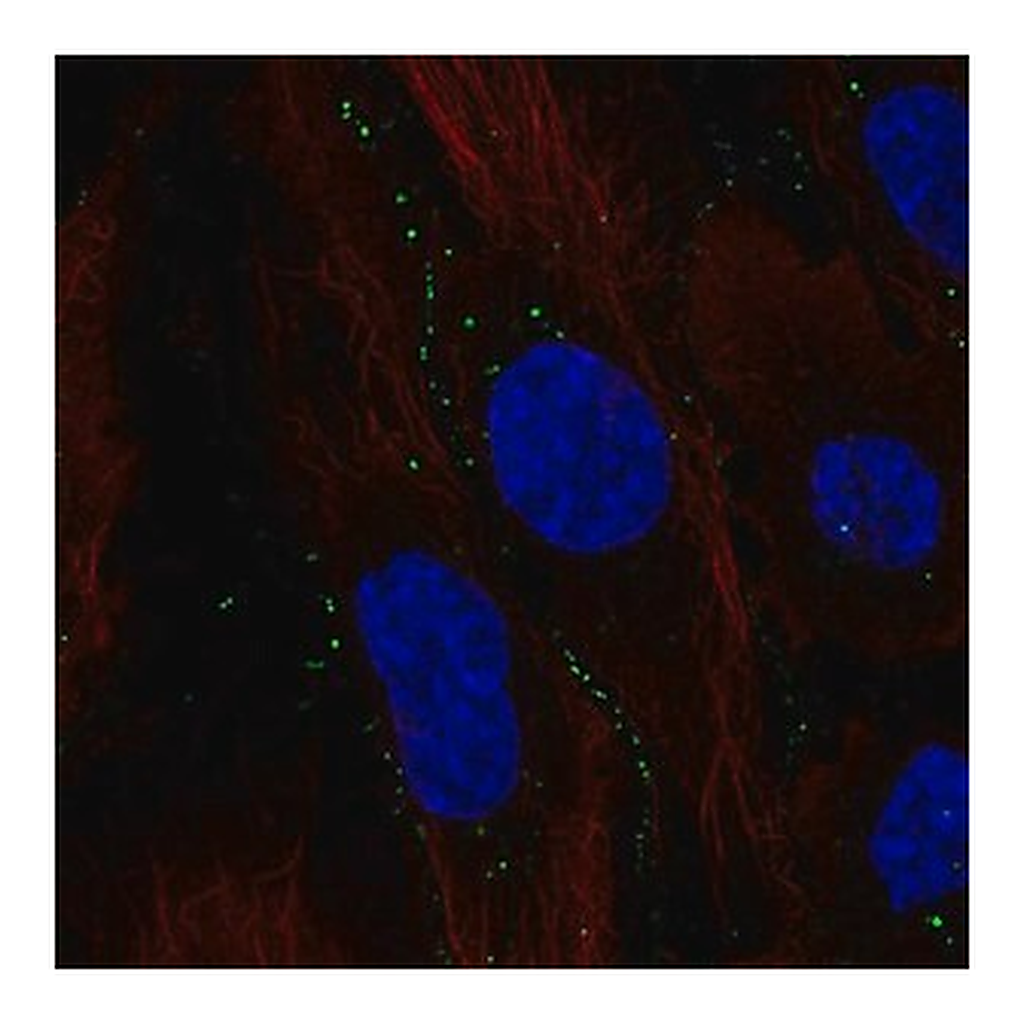 Merck Anti-C11orf91 antibody produced in rabbit