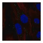Merck Anti-C11orf91 antibody produced in rabbit