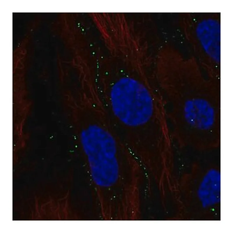 Merck Anti-C11orf91 antibody produced in rabbit