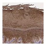 Merck Anti-KRT9 antibody produced in rabbit