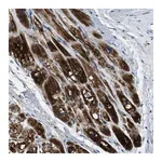 Merck Anti-SLC25A11 antibody produced in rabbit