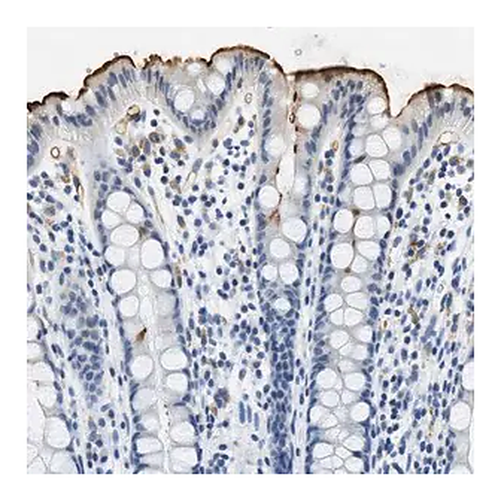 Merck Anti-CA4 antibody produced in rabbit