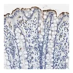 Merck Anti-CA4 antibody produced in rabbit