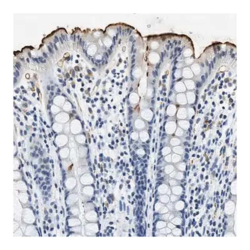 Merck Anti-CA4 antibody produced in rabbit