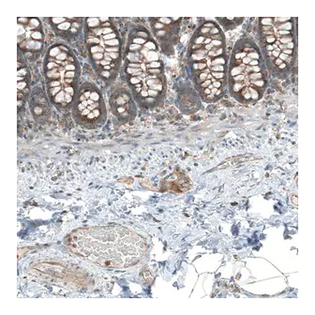 Merck Anti-LZTR1 antibody produced in rabbit