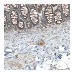 Merck Anti-LZTR1 antibody produced in rabbit