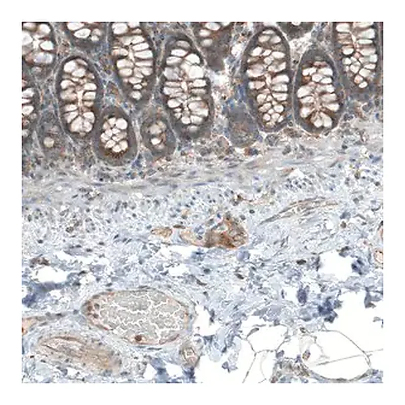 Merck Anti-LZTR1 antibody produced in rabbit