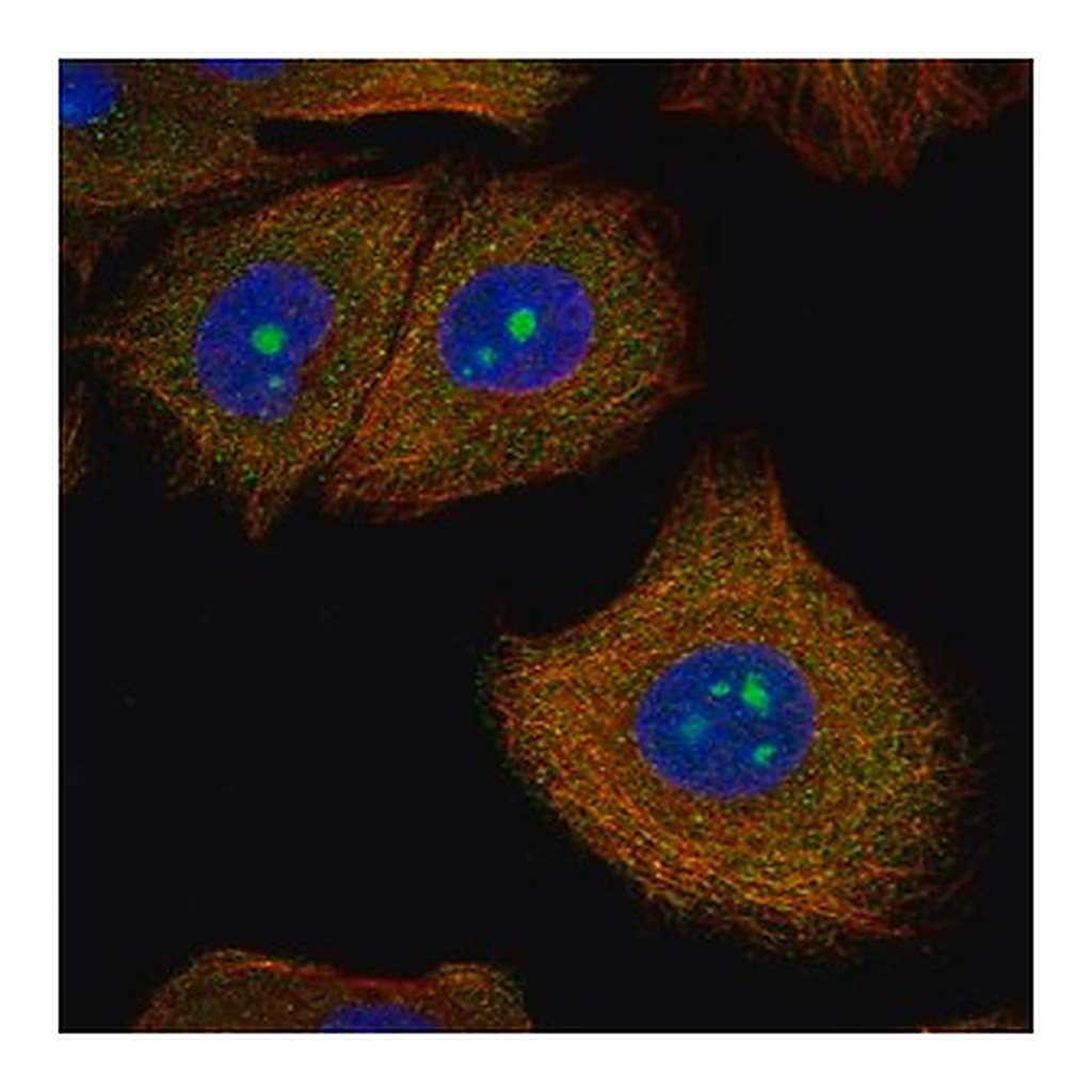 Merck Anti-SPOUT1 antibody produced in rabbit