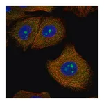 Merck Anti-SPOUT1 antibody produced in rabbit