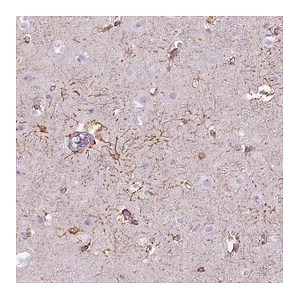 Merck Anti-TENM4 antibody produced in rabbit