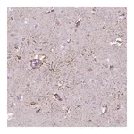 Merck Anti-TENM4 antibody produced in rabbit