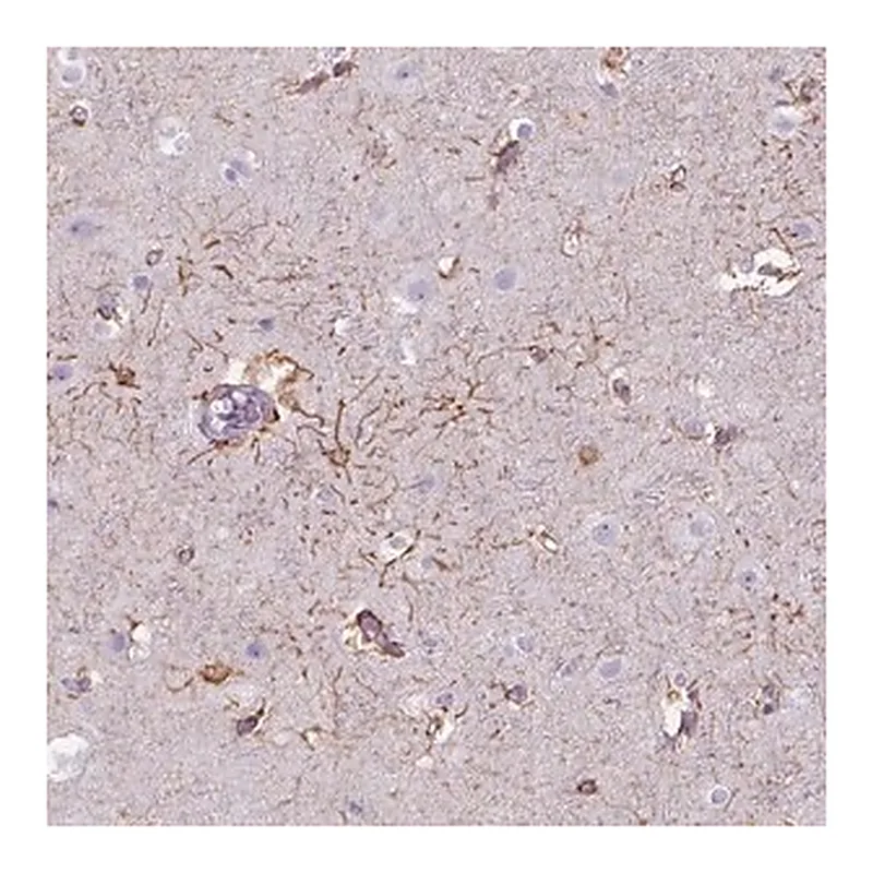Merck Anti-TENM4 antibody produced in rabbit
