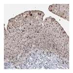 Merck Anti-NSMCE4A antibody produced in rabbit