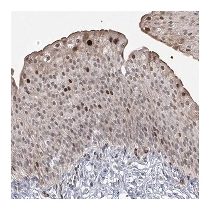 Merck Anti-NSMCE4A antibody produced in rabbit
