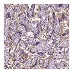 Merck Anti-ENG antibody produced in rabbit