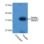 Merck Anti-phospho-p38α (Thr180/Tyr182) Antibody