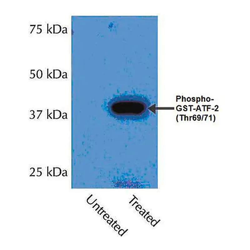 Merck Anti-phospho-p38α (Thr180/Tyr182) Antibody