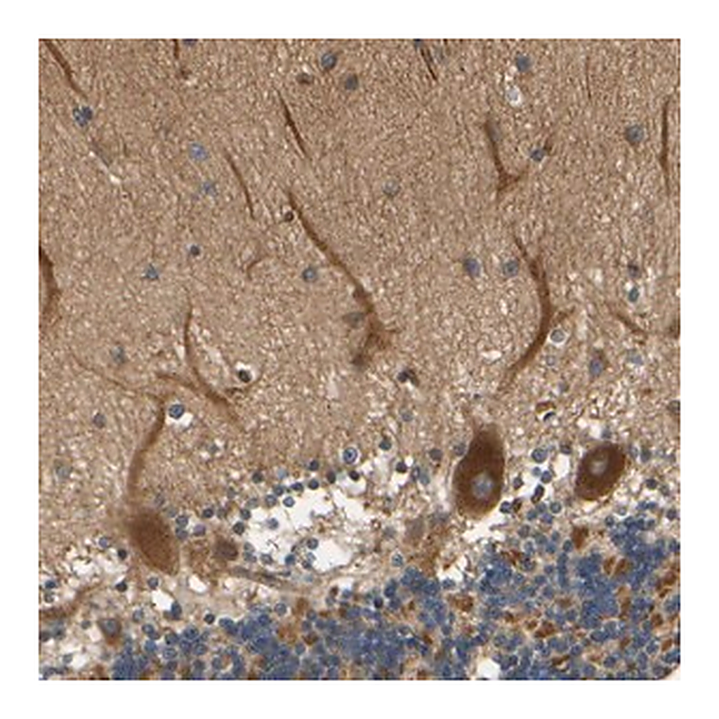 Merck Anti-LRCH3 antibody produced in rabbit