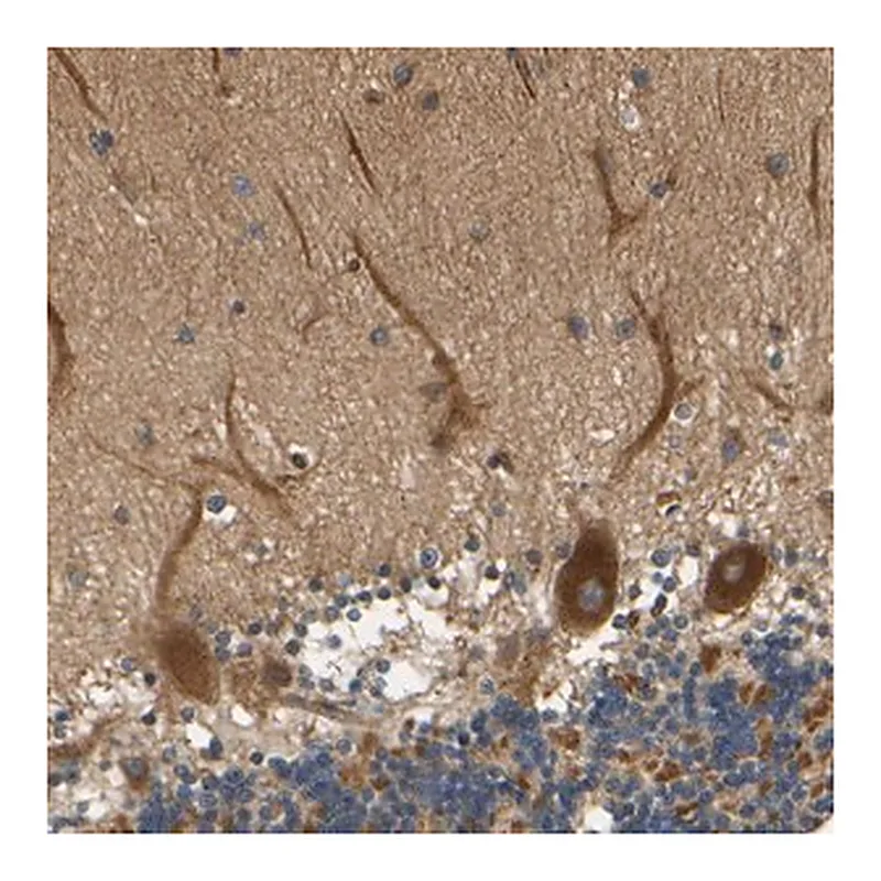 Merck Anti-LRCH3 antibody produced in rabbit