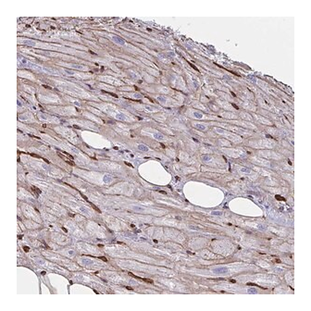 Merck Anti-CITED4 antibody produced in rabbit