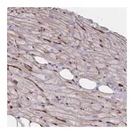 Merck Anti-CITED4 antibody produced in rabbit