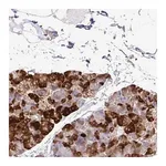 Merck Anti-EIF5A antibody produced in rabbit