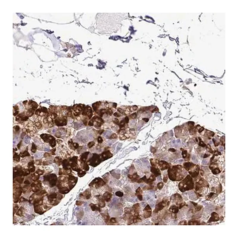 Merck Anti-EIF5A antibody produced in rabbit