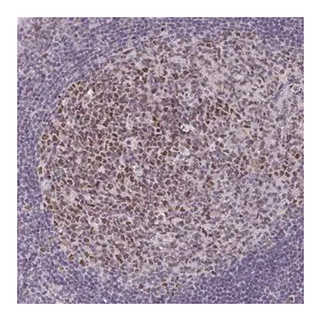 Merck Anti-MLH1 antibody produced in rabbit