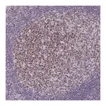 Merck Anti-MLH1 antibody produced in rabbit